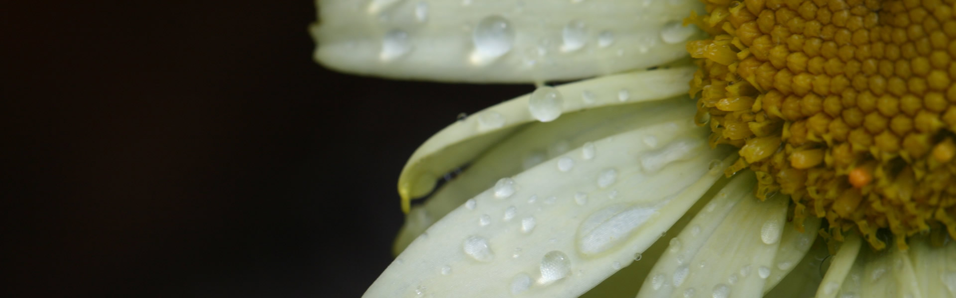 Category: <span>Expert Advice</span>